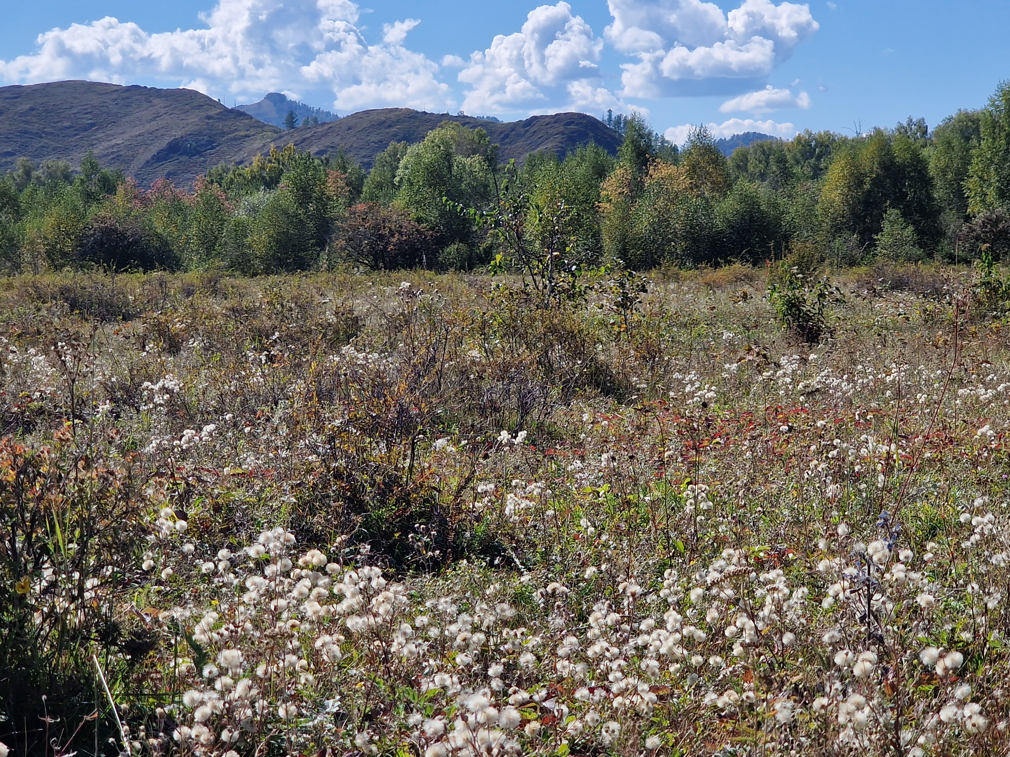 Buy the village "Quiet Harbor" by the Oskol River land plots of the Altai Mountains