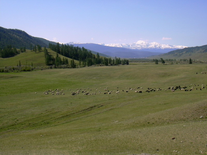 Купить Участок 17.77 соток (10-УЛР9) земельные участки Горного Алтая