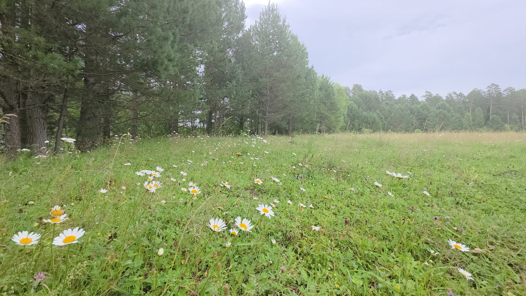 Buy Eco-park "Teletsky" Spring core of the resort city land plots of the Altai Mountains