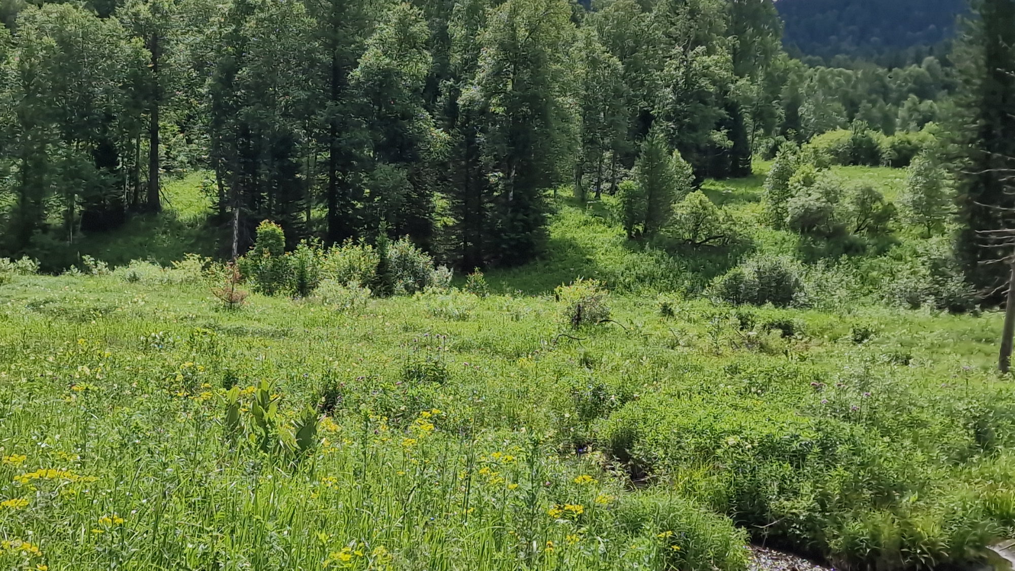 2022-07-01_11-11-15.JPG
