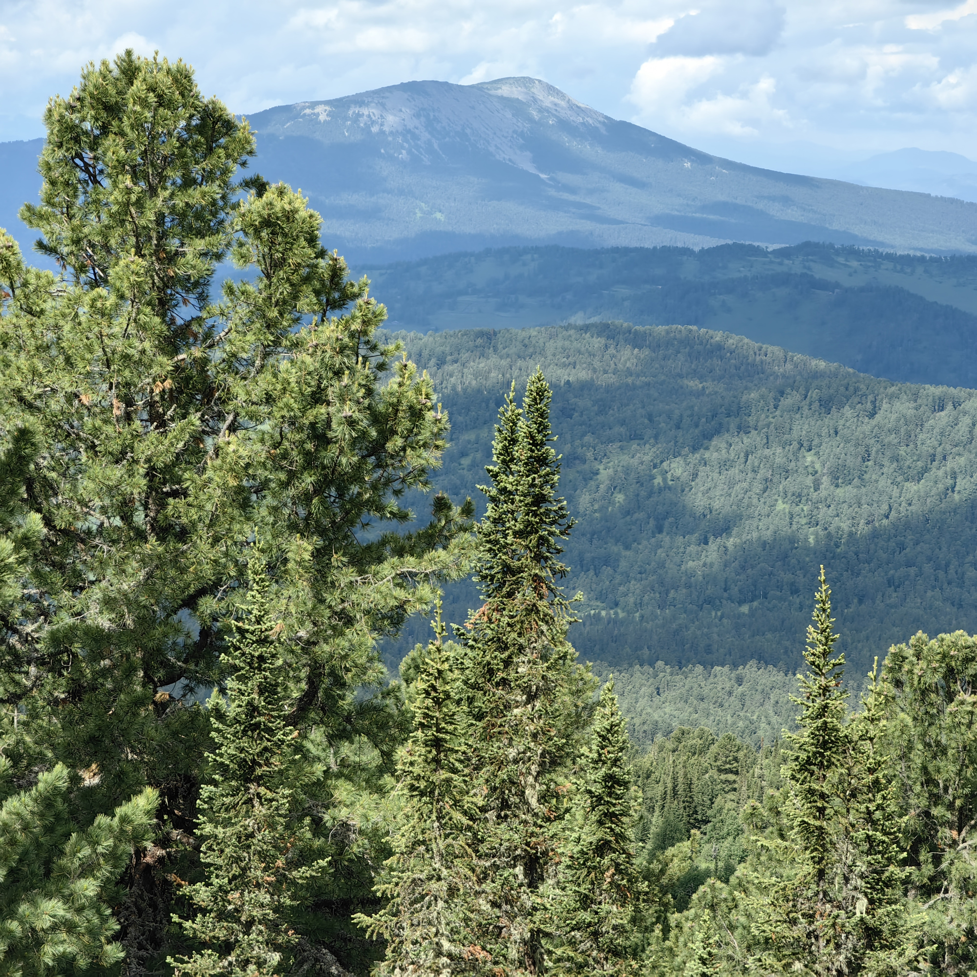 Купить Участок 23.74 соток (9-К6) земельные участки Горного Алтая